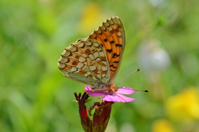 Argynnis niobe ?  S